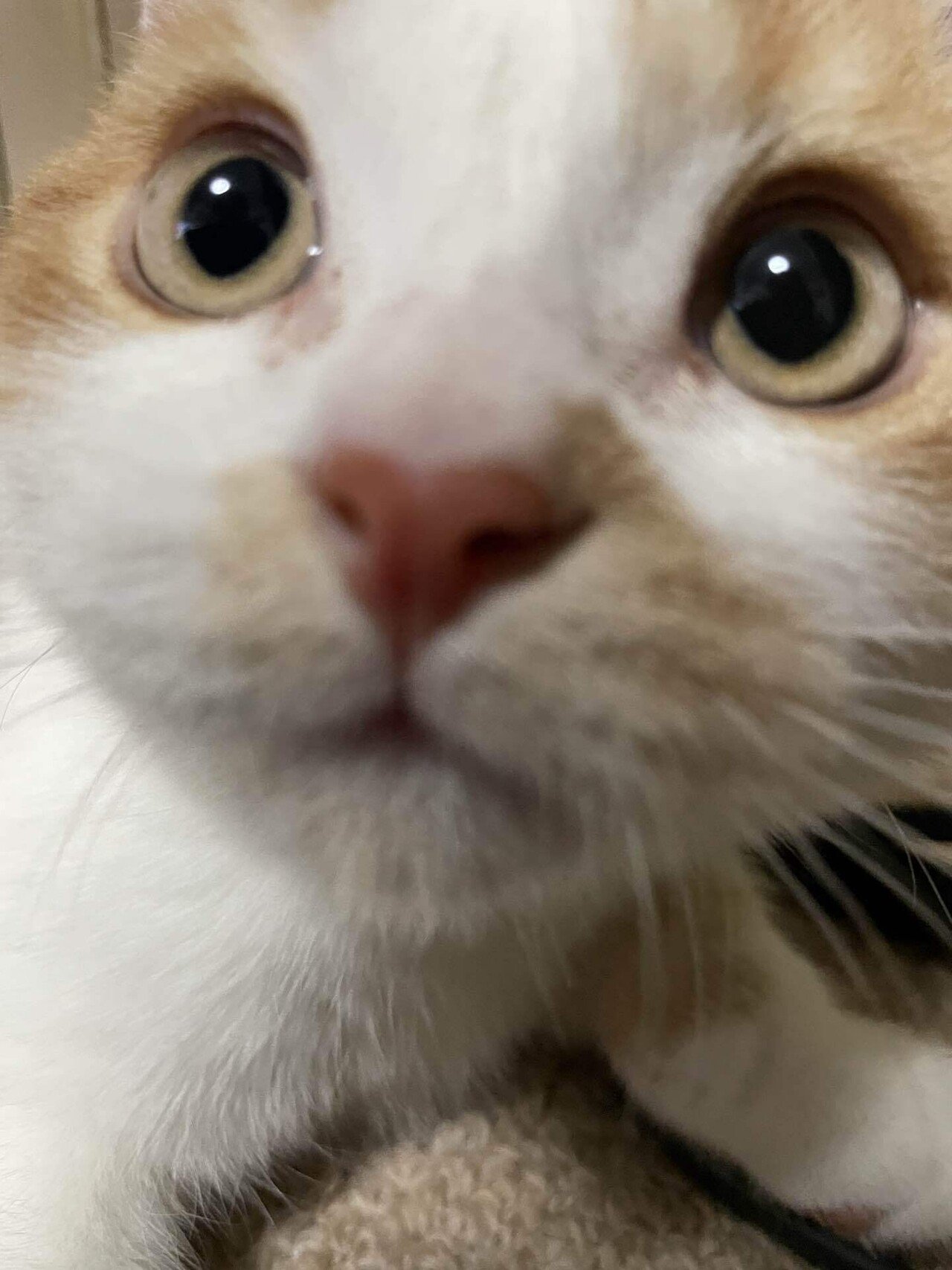 猫の日🐾｜ソラ