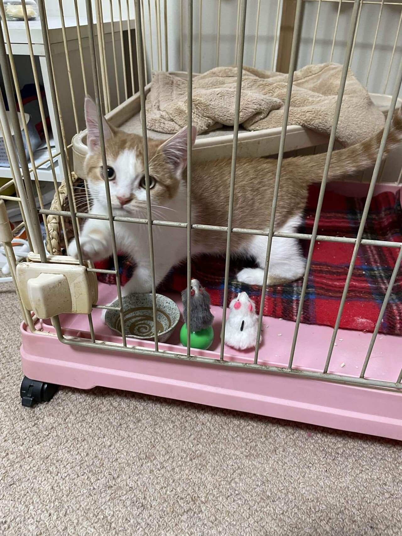 猫の日🐾｜ソラ