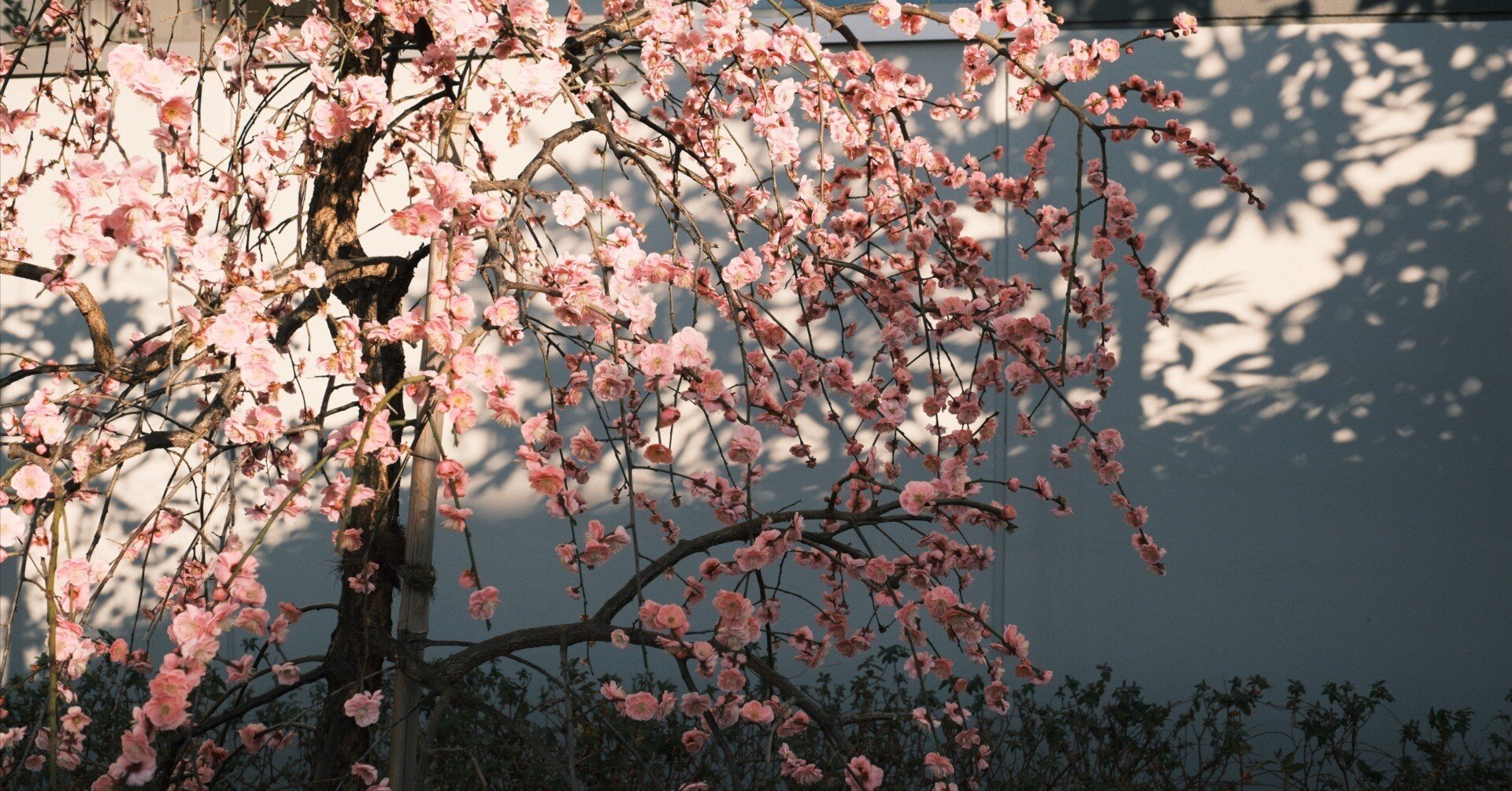 三軒茶屋を写真散歩②【FUJIFILM×中華レンズ】｜藤田のん|カメラ初心者