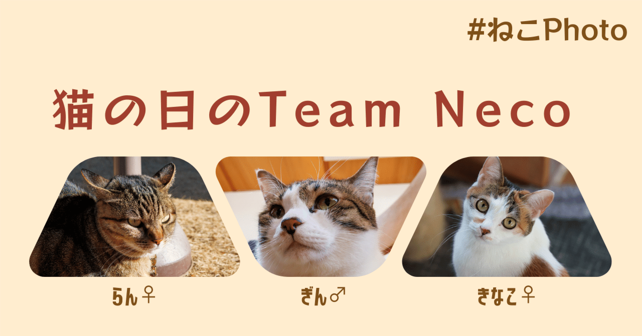 猫の日のTeamNeco｜Xinn