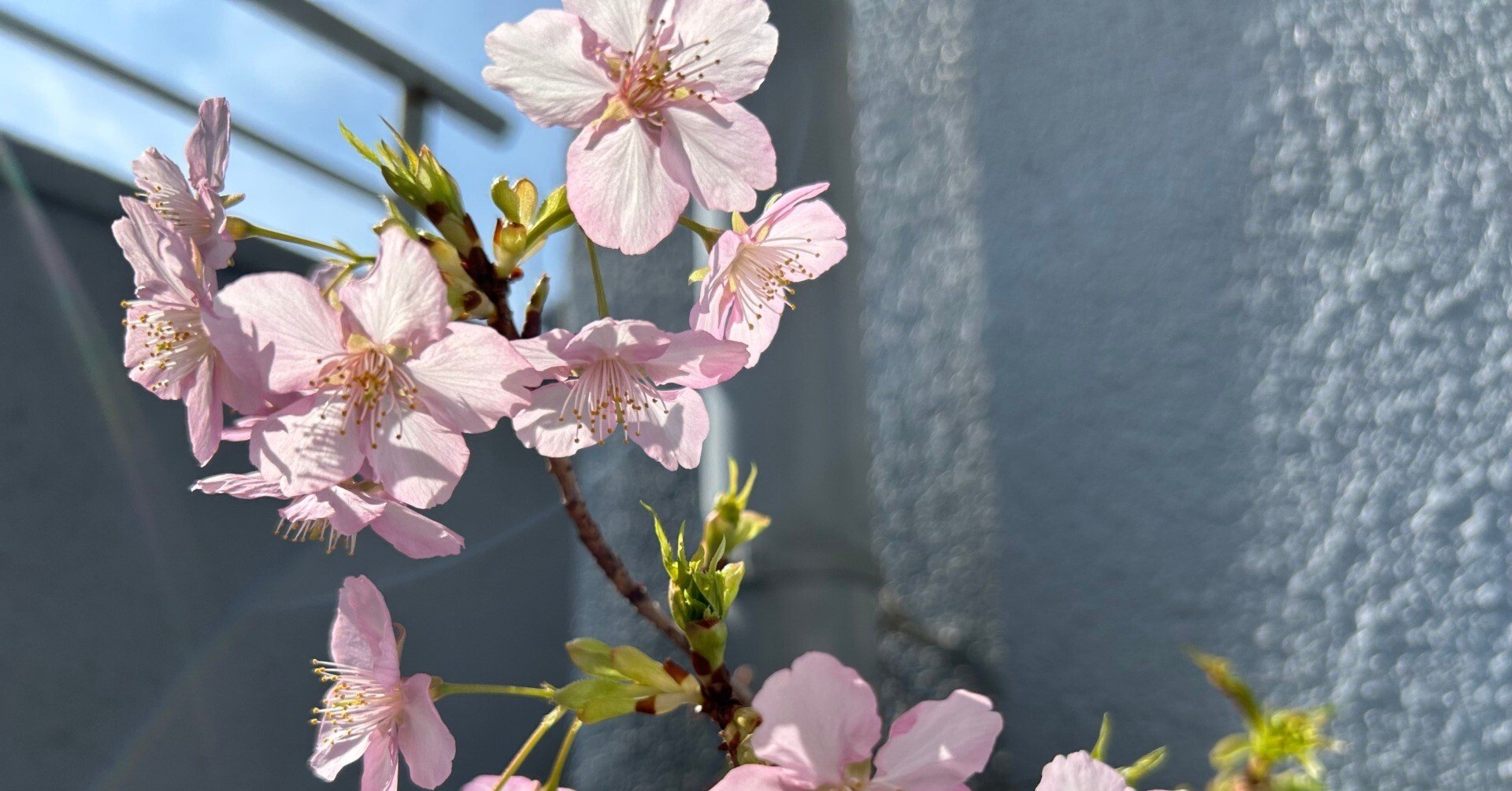いつの間にか開花｜やまもとさとこ