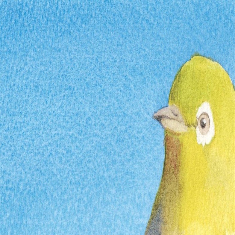 水彩画 鳥鳥鳥猫｜ちろ