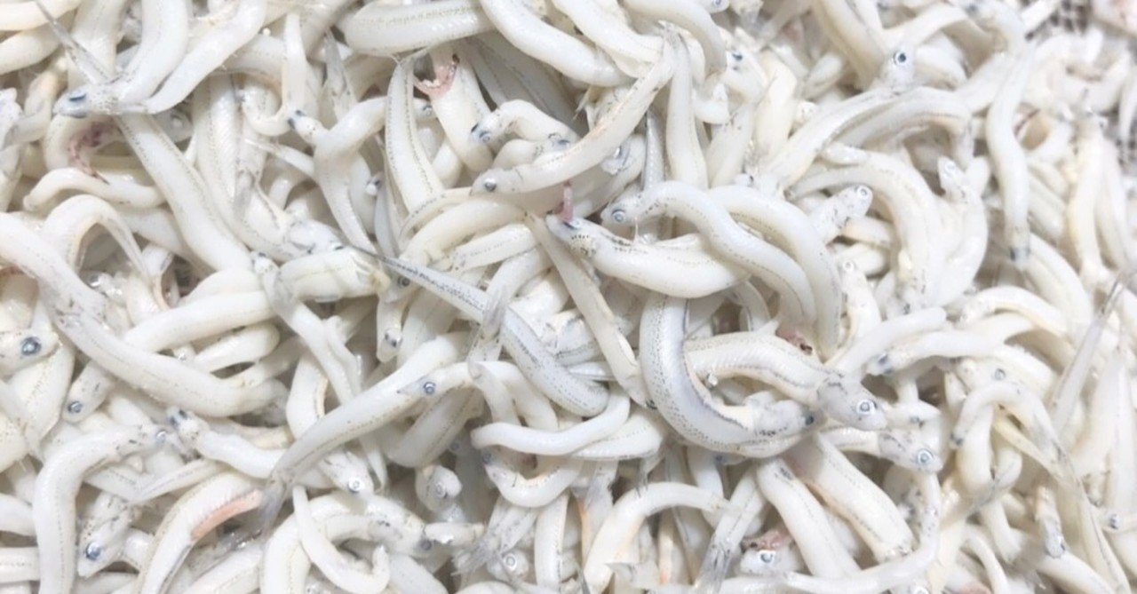 新説 魚食レポvol 2 春キャベツのシラペペfeat 椎茸ソース かにへー 魚食と言葉 Note