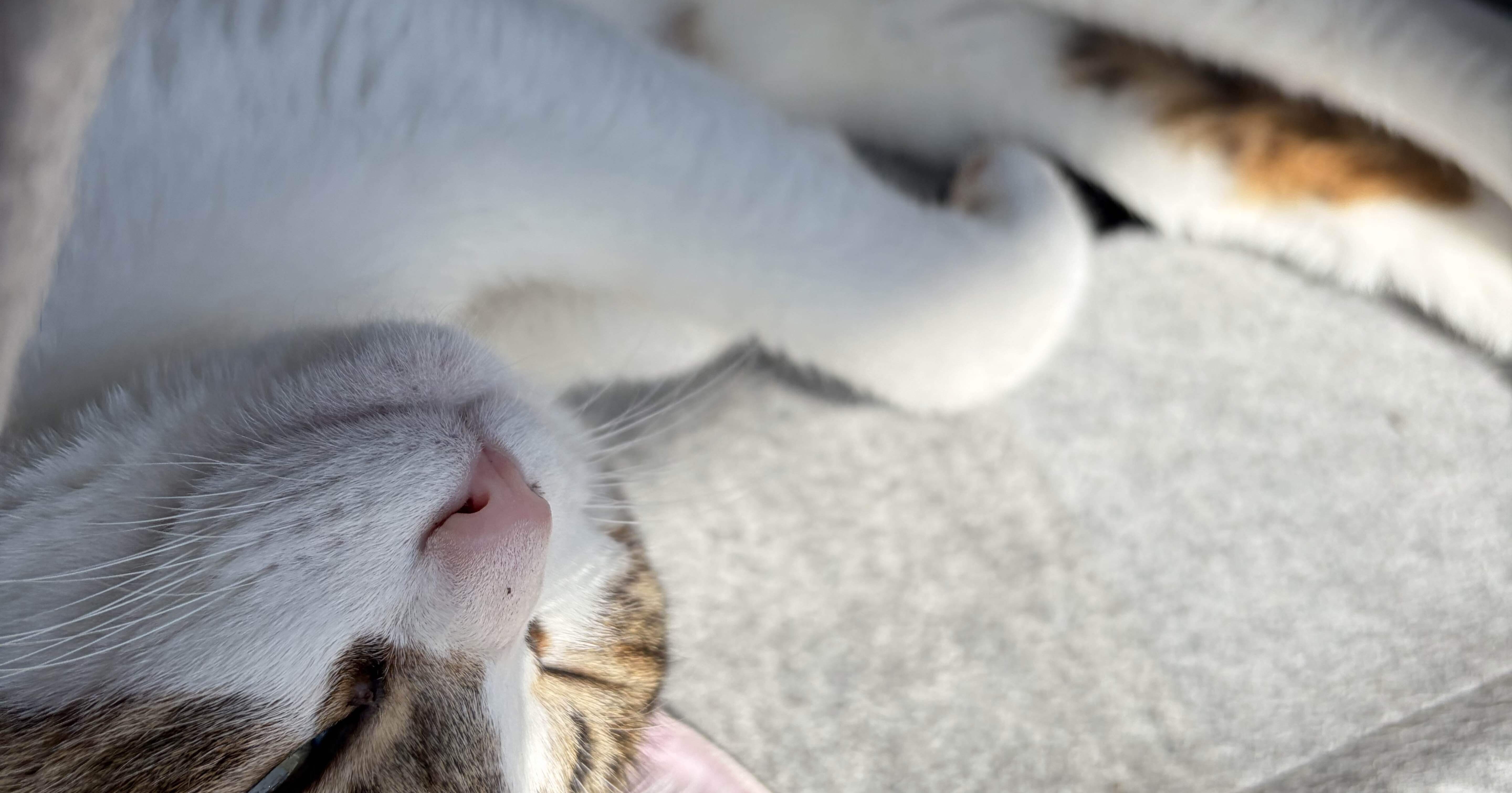 にゃーにゃーにゃー🐈｜モナモナ