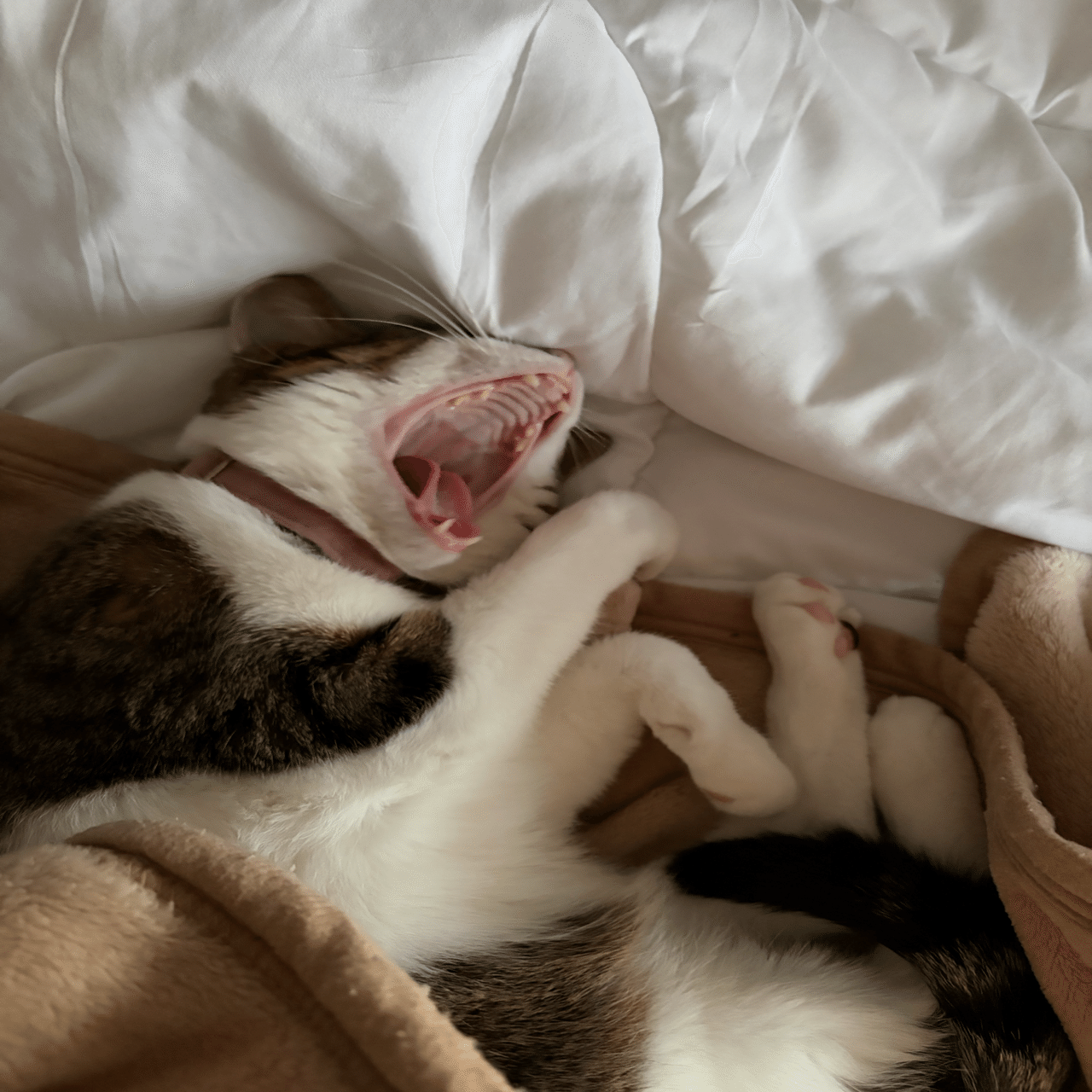 にゃーにゃーにゃー🐈｜モナモナ