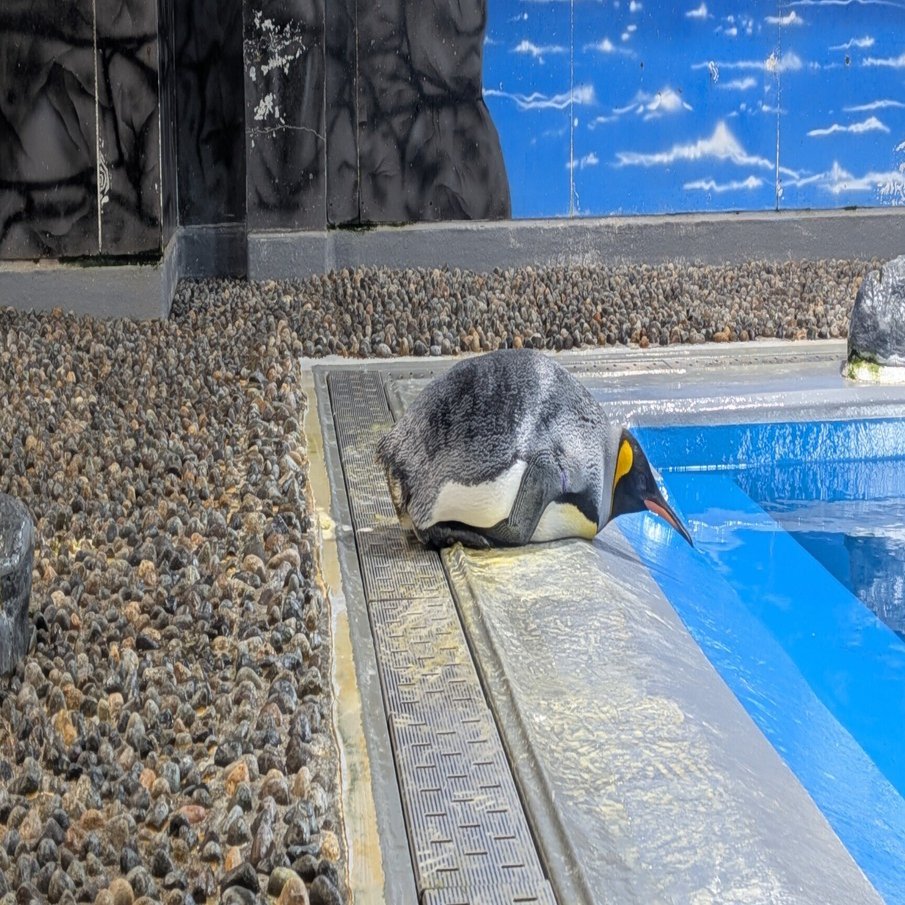 かわいい】ペンギンに癒される～越前松島水族館にて｜Yuka