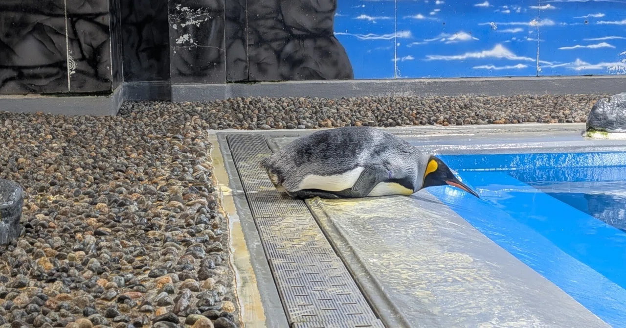 かわいい】ペンギンに癒される～越前松島水族館にて｜Yuka