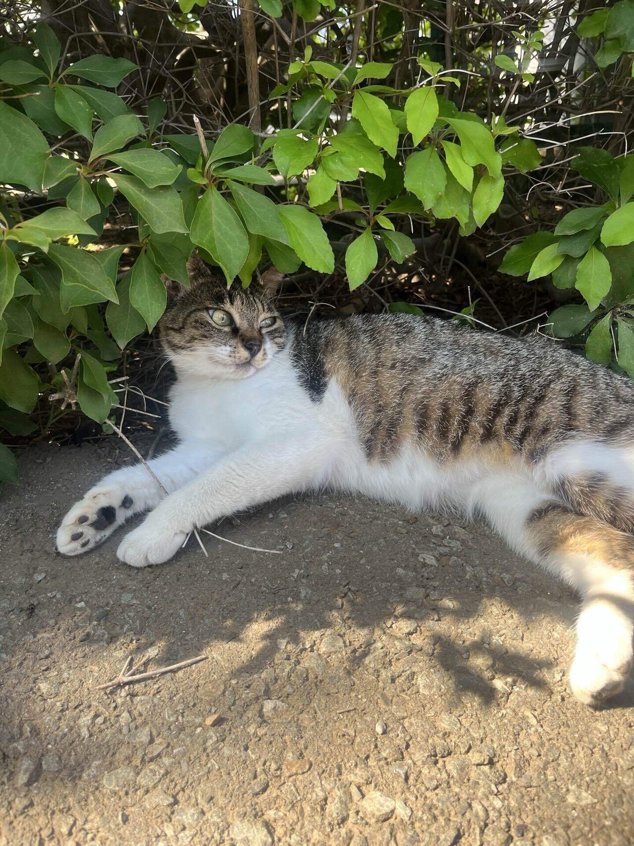 2月22日、猫の日に選んだやさしいおやつ｜細井美波｜フードスタイリスト