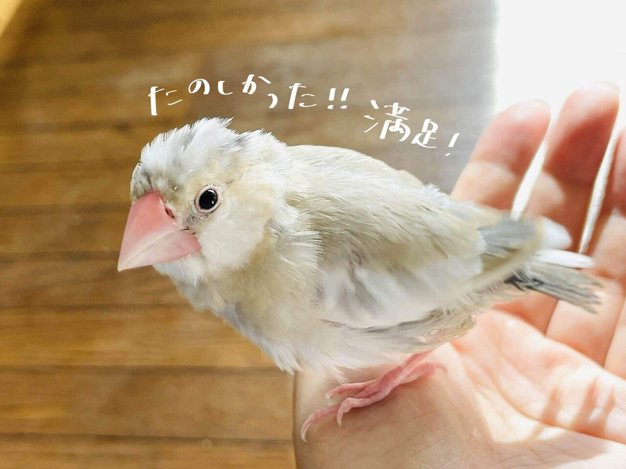 文鳥の快適バスタイム！｜沖奈りんこ🐓ことりのおしごと