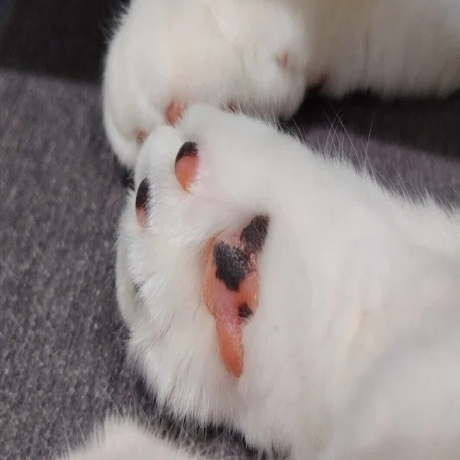 北原 白秋 短歌 写真 北原白秋の 猫短歌 いくつあるか数えてみた 入山
