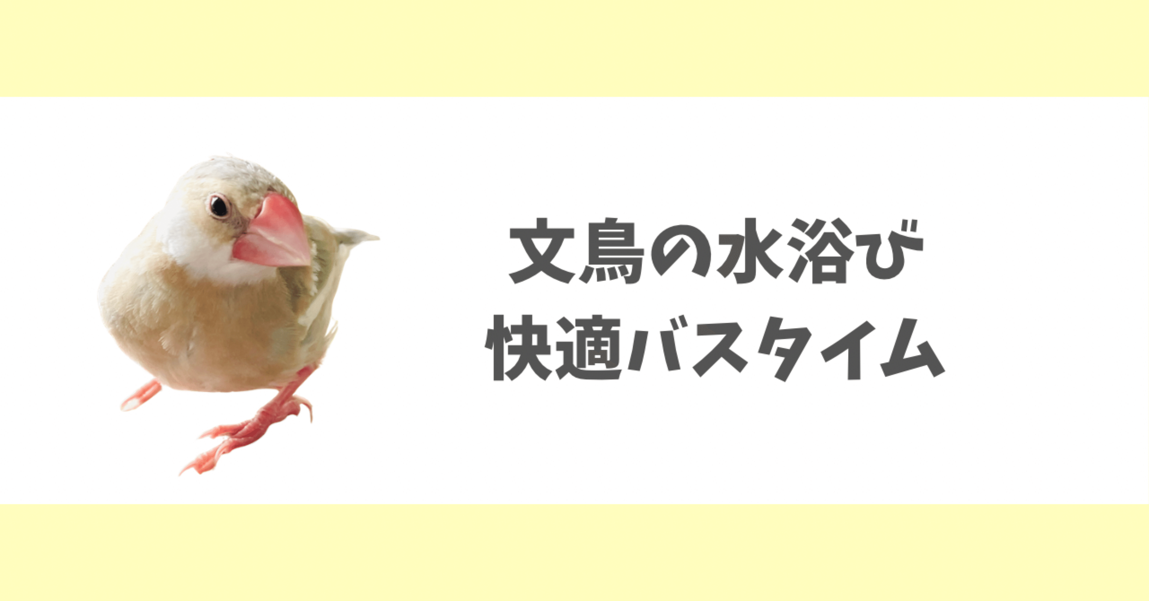 文鳥の快適バスタイム！｜沖奈りんこ🐓ことりのおしごと