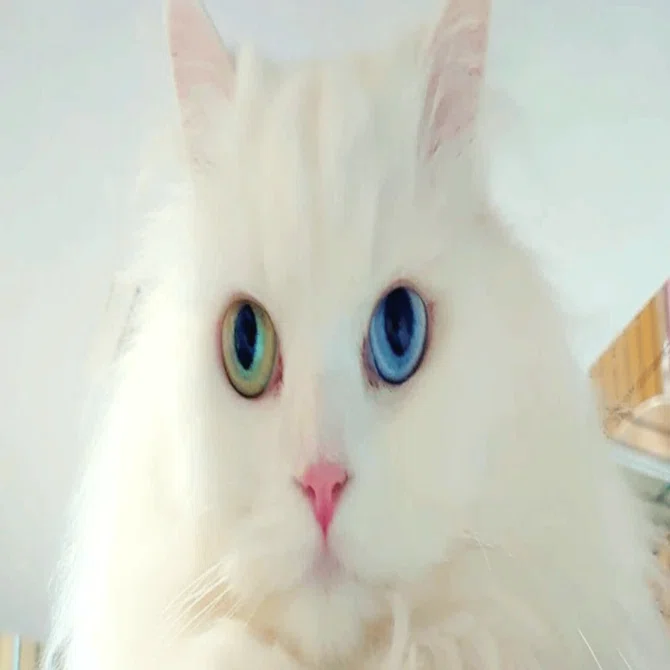 猫ナース日記│番外編】オッドアイの白猫と暮らす幸せ。耳の聞こえない