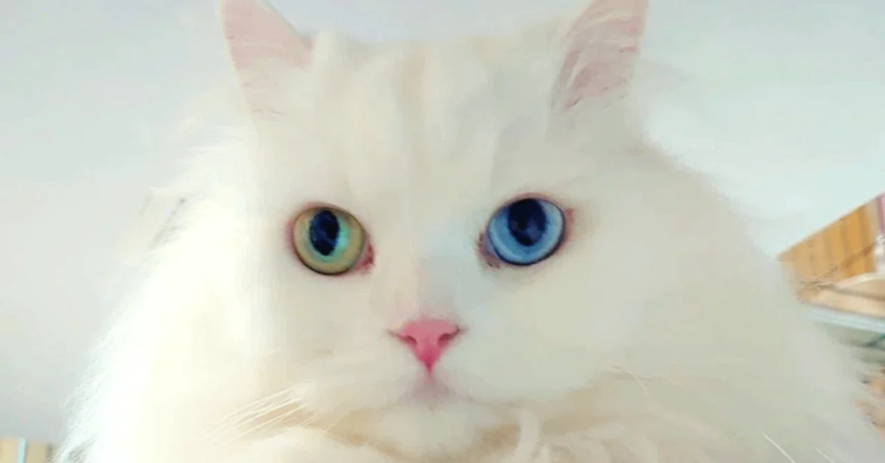 猫ナース日記│番外編】オッドアイの白猫と暮らす幸せ。耳の聞こえない
