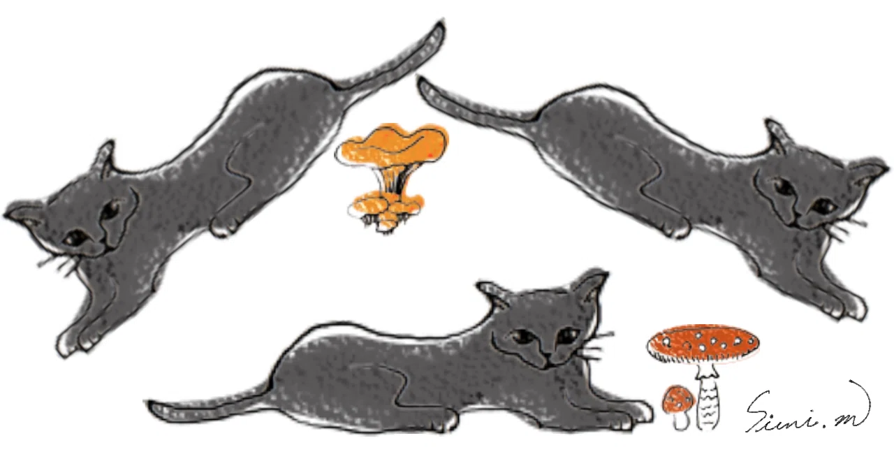 猫の日に、猫の本を開いてみる｜森野 しゑに