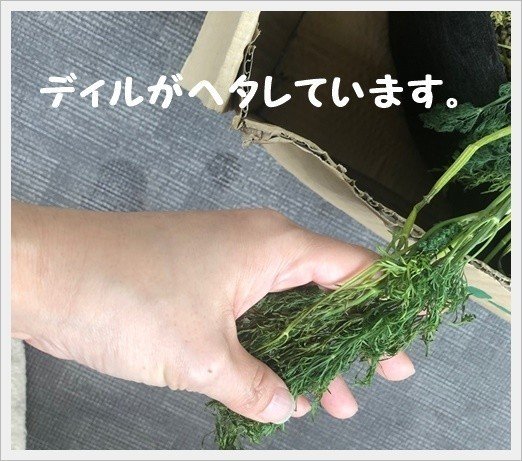 プチbio日記 ディルが元気ないんだ 新人書店員のつぶやき アリフライラ書店 Note プチbio日記 ディルが元気ないんだ 新人書店員のつぶやき アリフライラ書店 Note