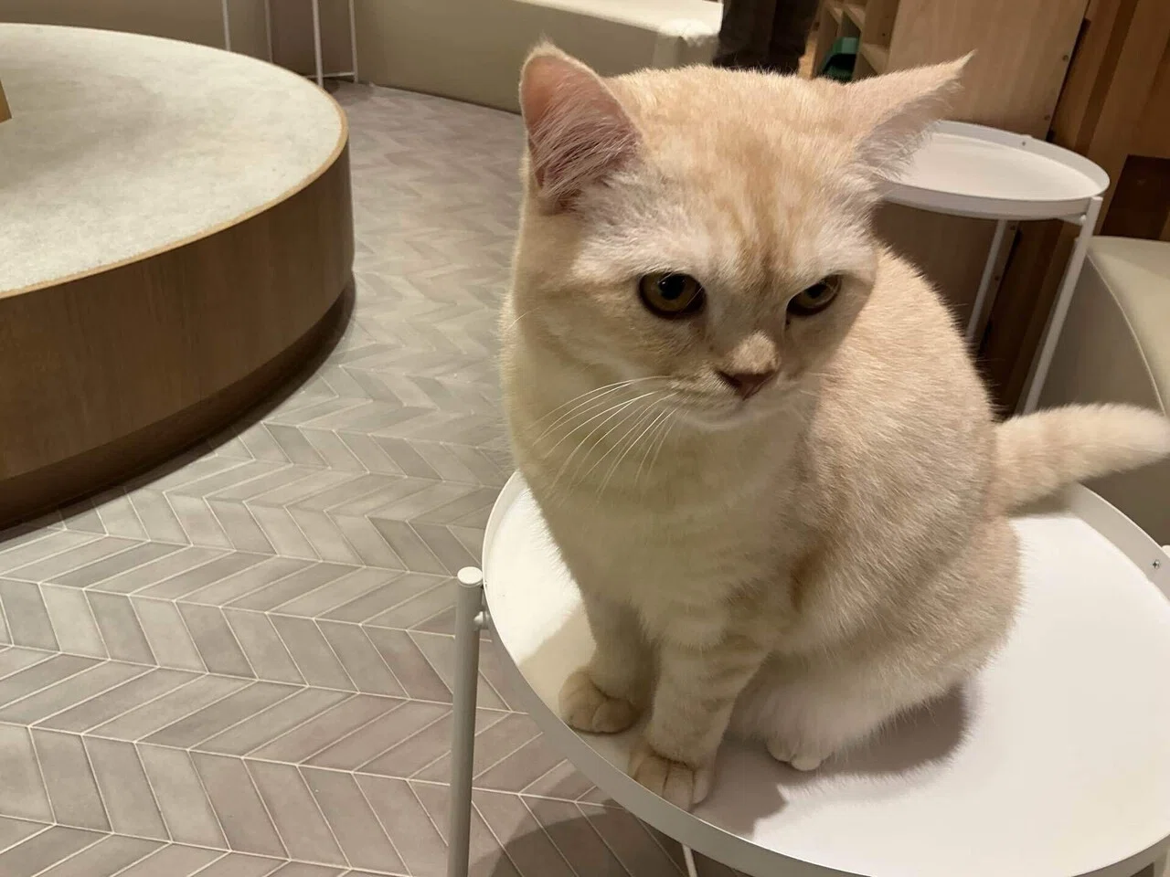 猫カフェ MOCHAに行ってみた！🐈｜みんなの未来アルバム