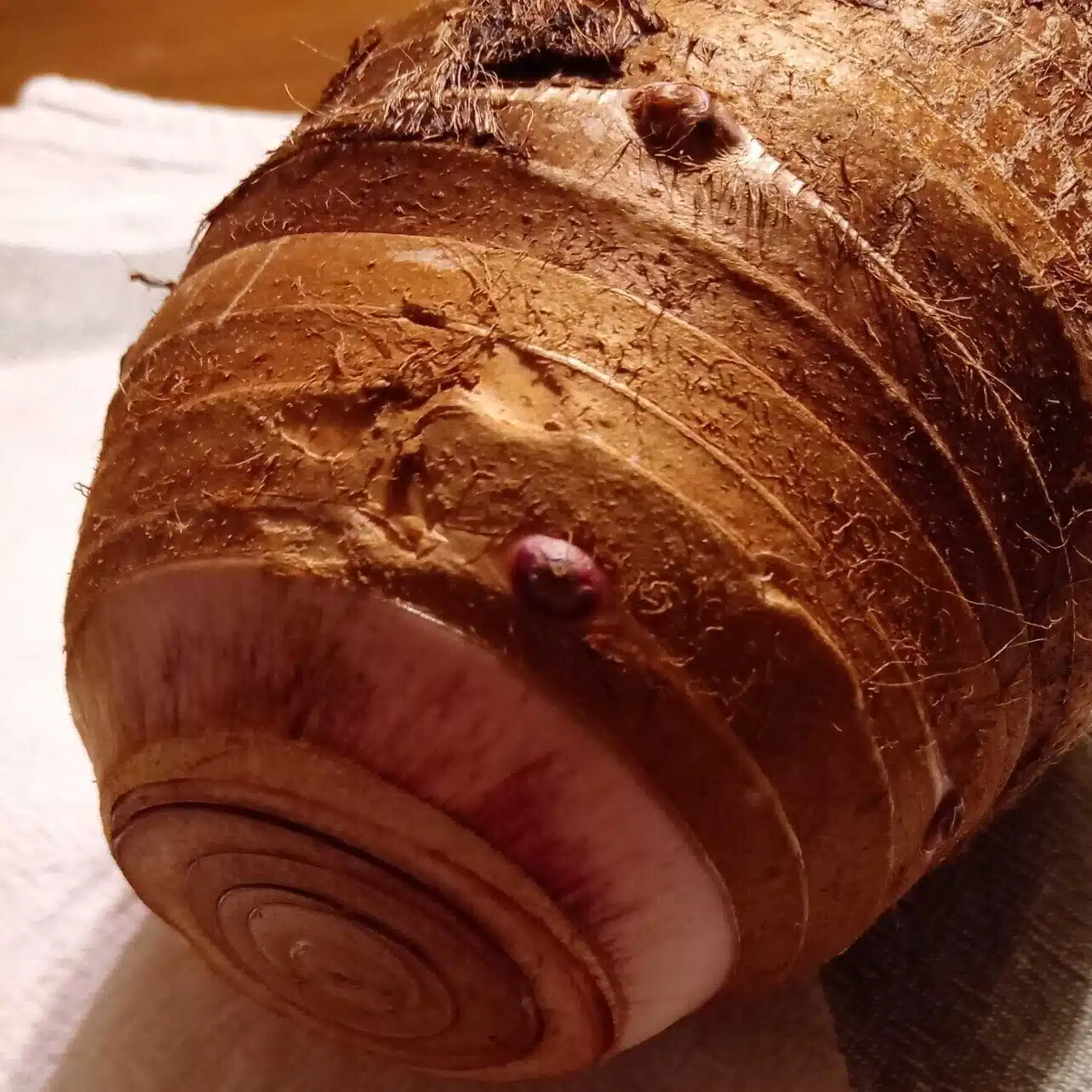 こじの実