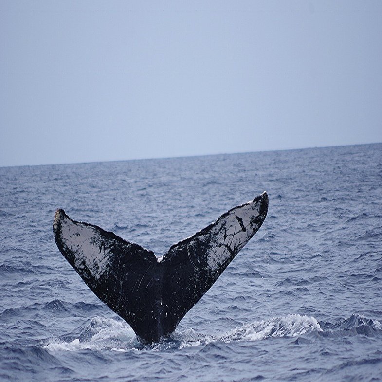 Z（ゼット）！ おかえり～♪｜座間味村ホエールウォッチング協会