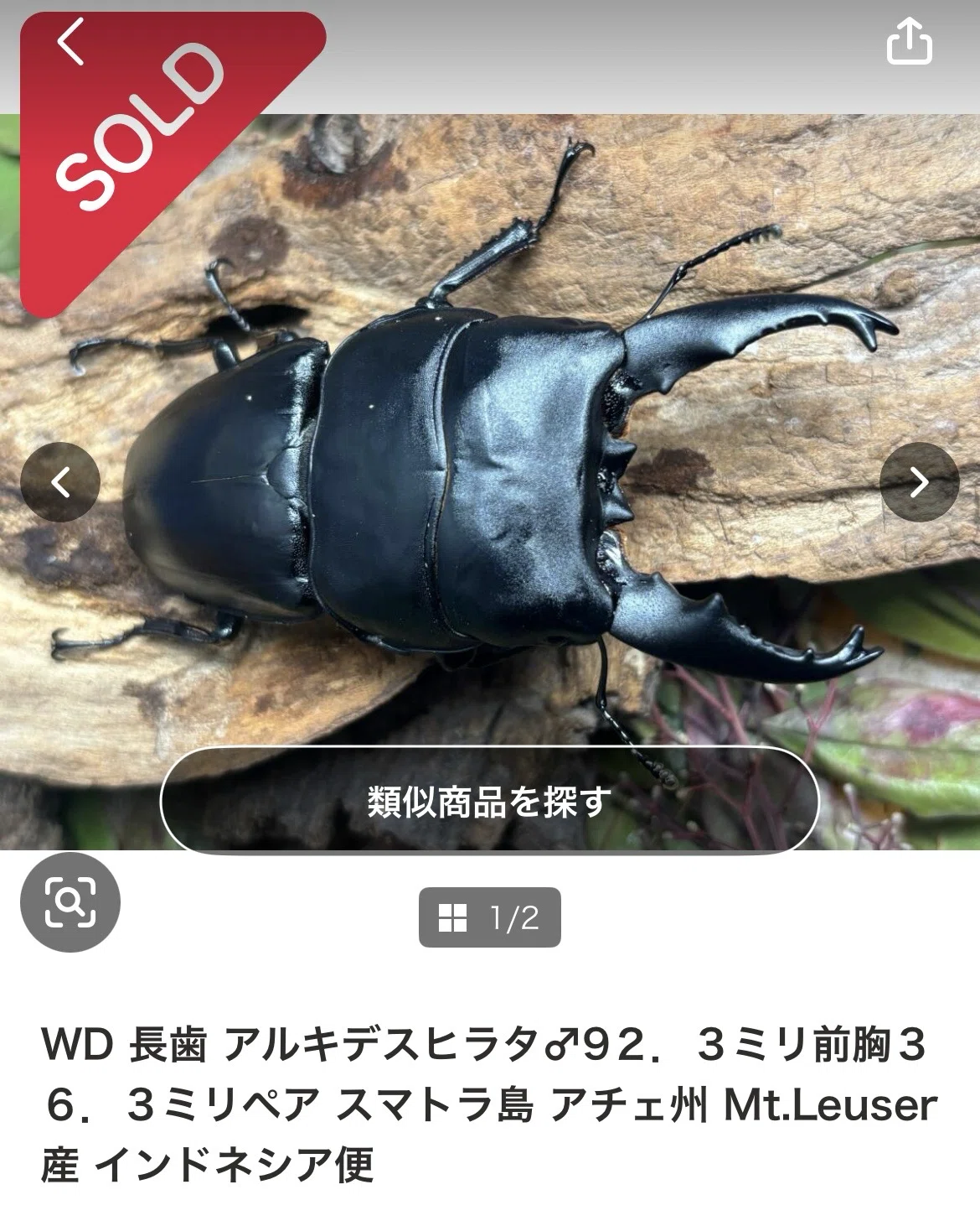 飼育記】アルキデスヒラタ｜えぞちゃん