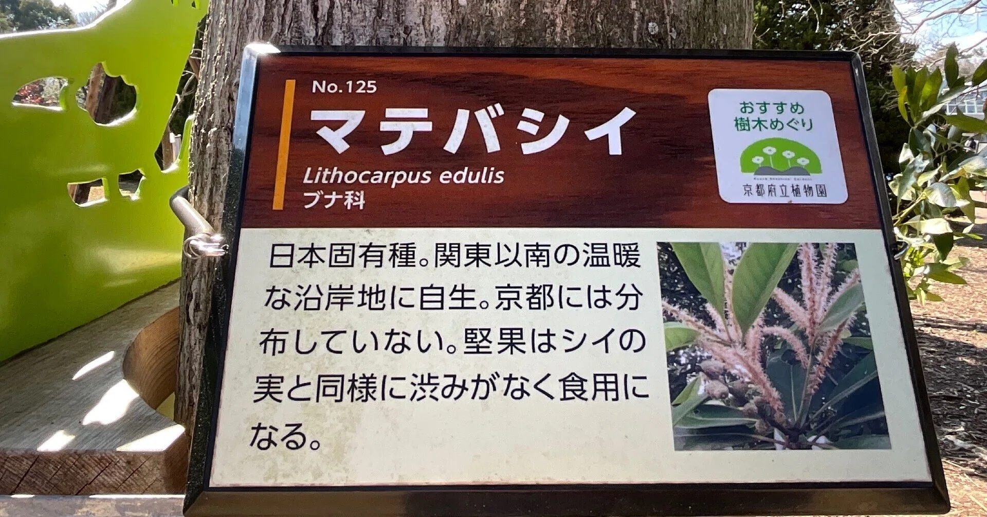 Japanese Stone Oak (Kyoto Botanical Gardens) No. 125: Wednesday