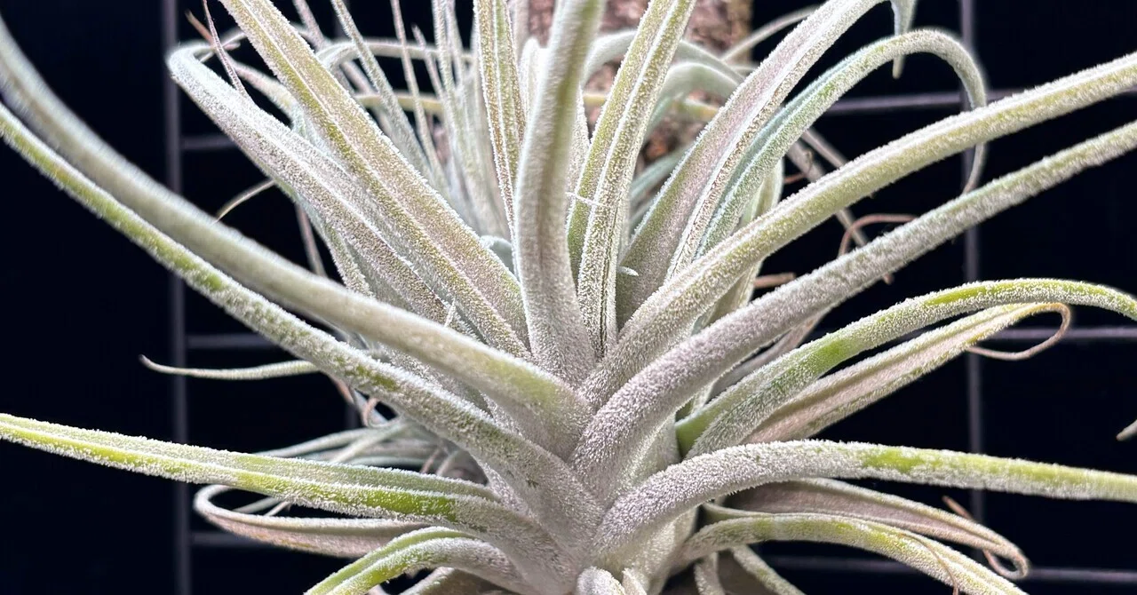 ehlersiana x ionantha'Apretado' (ex.Stanley)｜sioncolorwheel