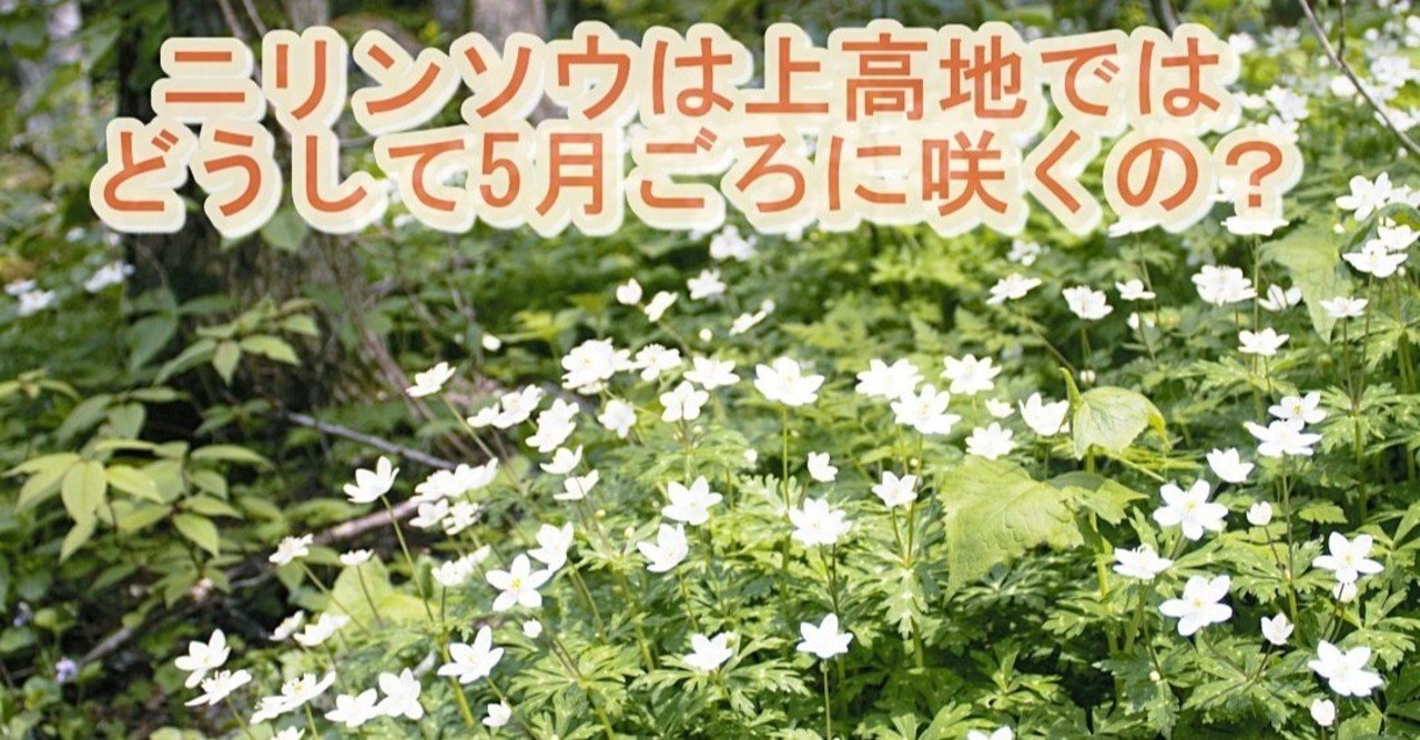 無料です 上高地のニリンソウ 第3話 Keiko 上高地へようこそ Note 無料です 上高地のニリンソウ 第3話 Keiko 上高地へようこそ Note