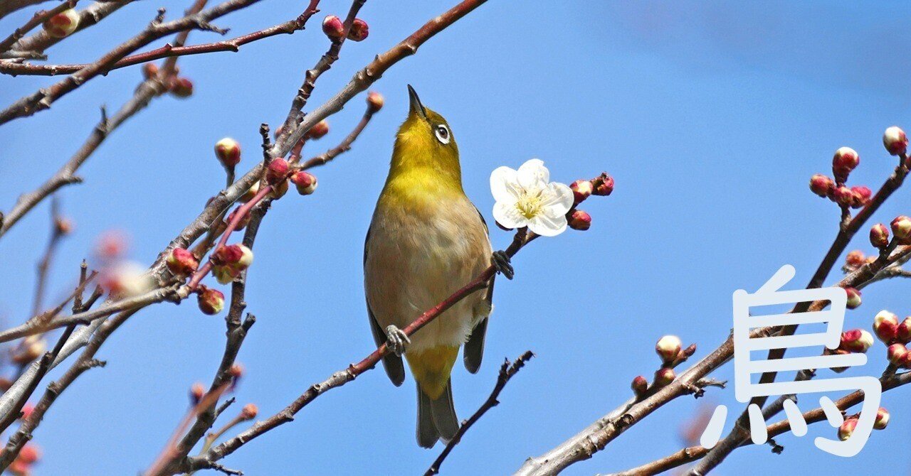 記録】鳥（2026年2月②）｜みなりん