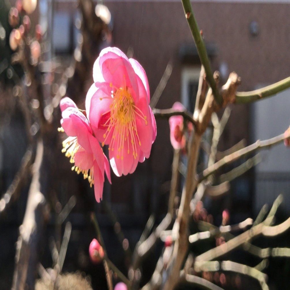 梅の花が咲きました -2026早春-｜tetsu