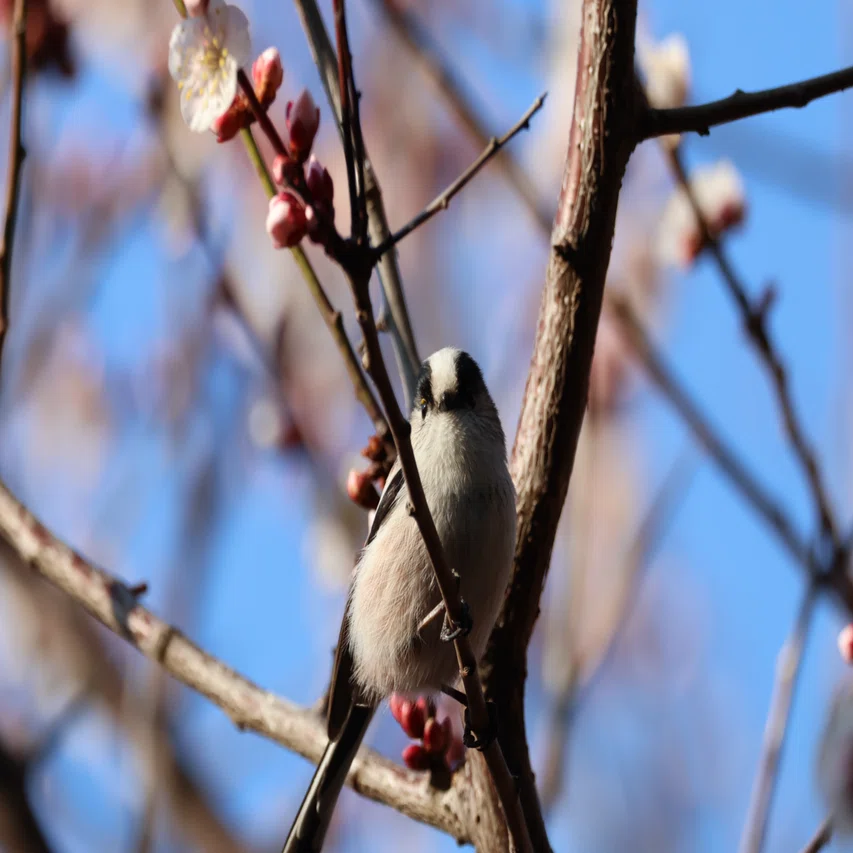 今日の野鳥 20260222 葛西臨海公園行ってみた｜Kako S