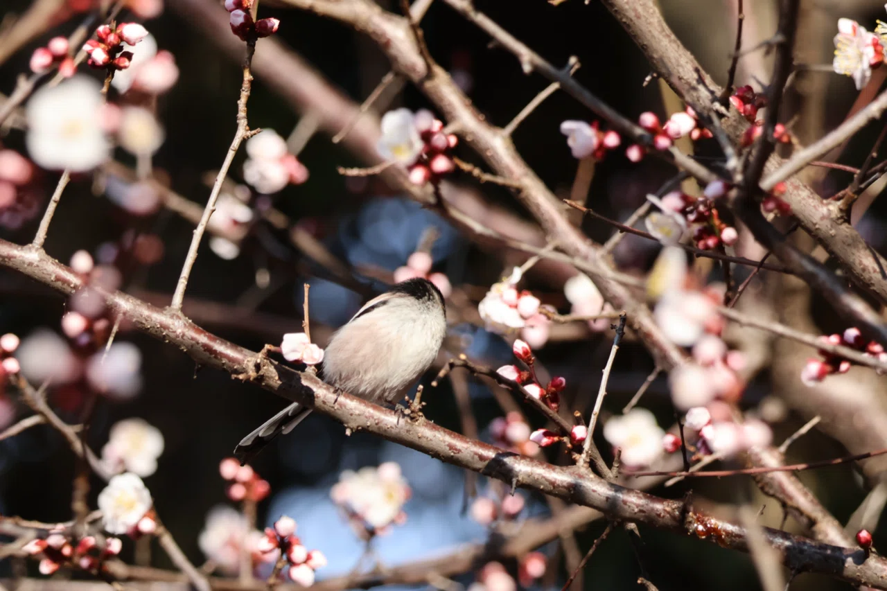今日の野鳥 20260222 葛西臨海公園行ってみた｜Kako S