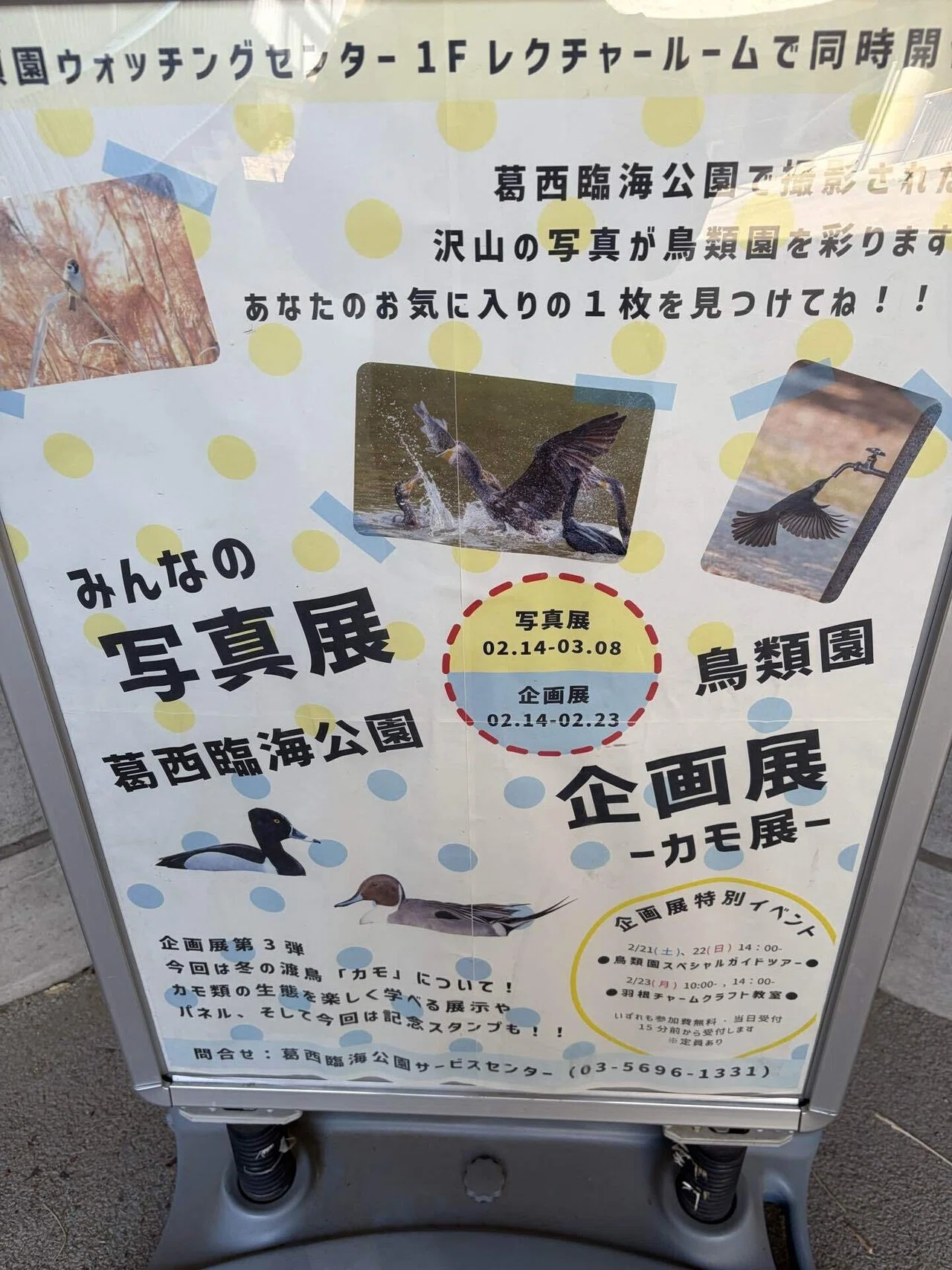 今日の野鳥 20260222 葛西臨海公園行ってみた｜Kako S