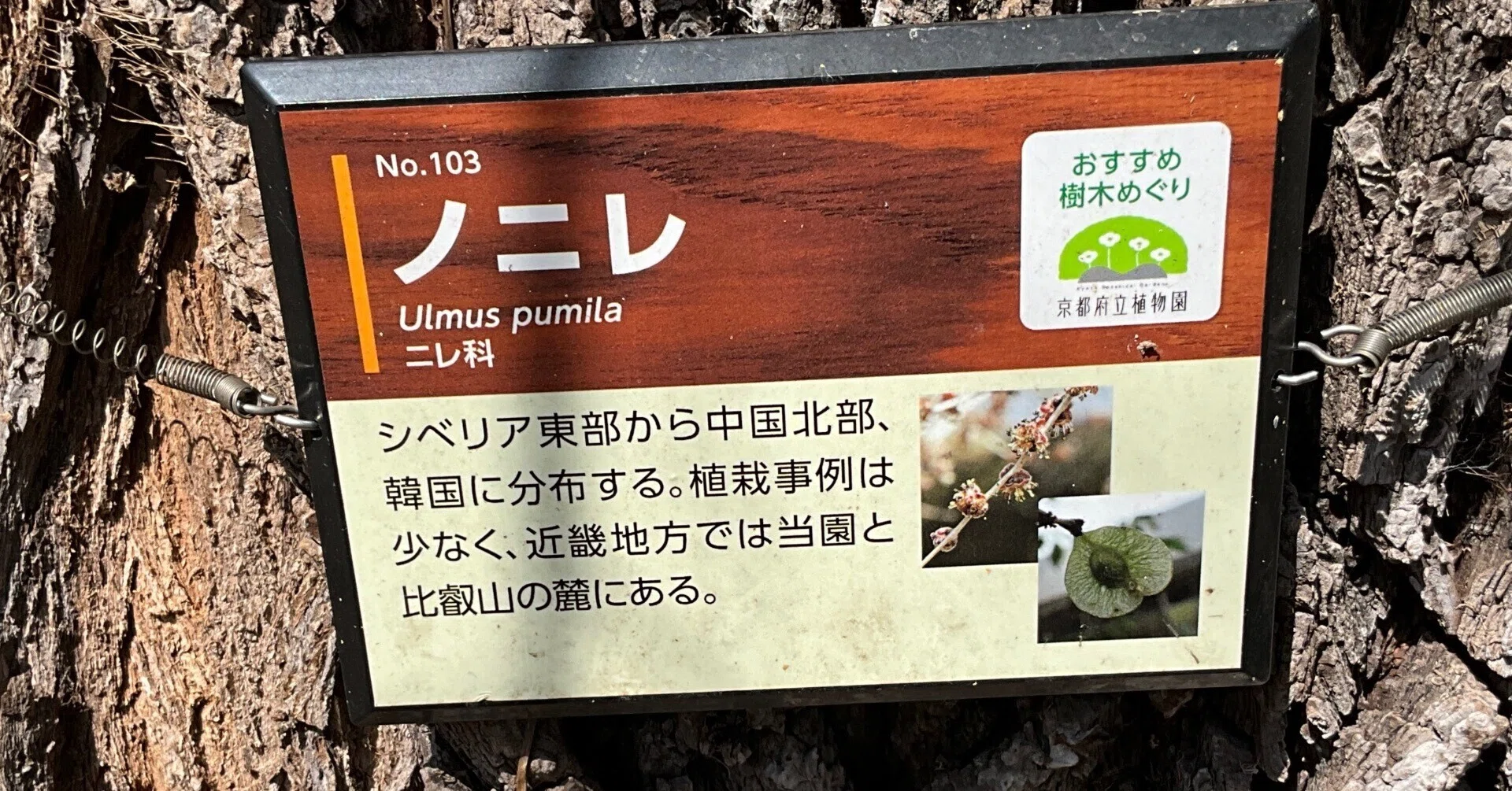 Siberian Elm (Kyoto Botanical Gardens) No. 103: March 19, 2026