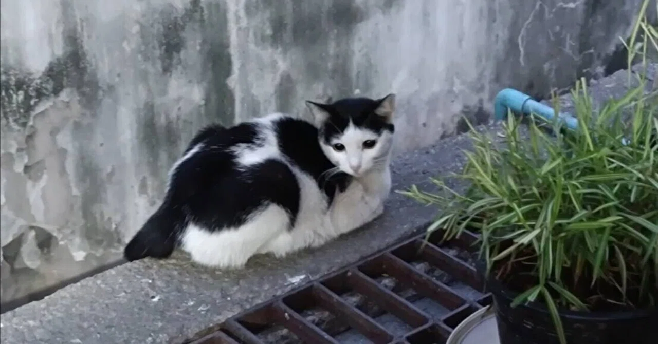 クロミ 猫 画像 クロミ サンリオ クロミ いやしにゃんこ 猫みたいな 