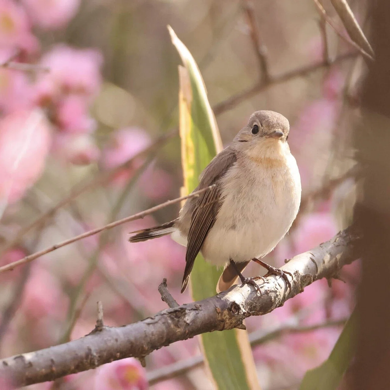 今日の野鳥 20260222 葛西臨海公園行ってみた｜Kako S
