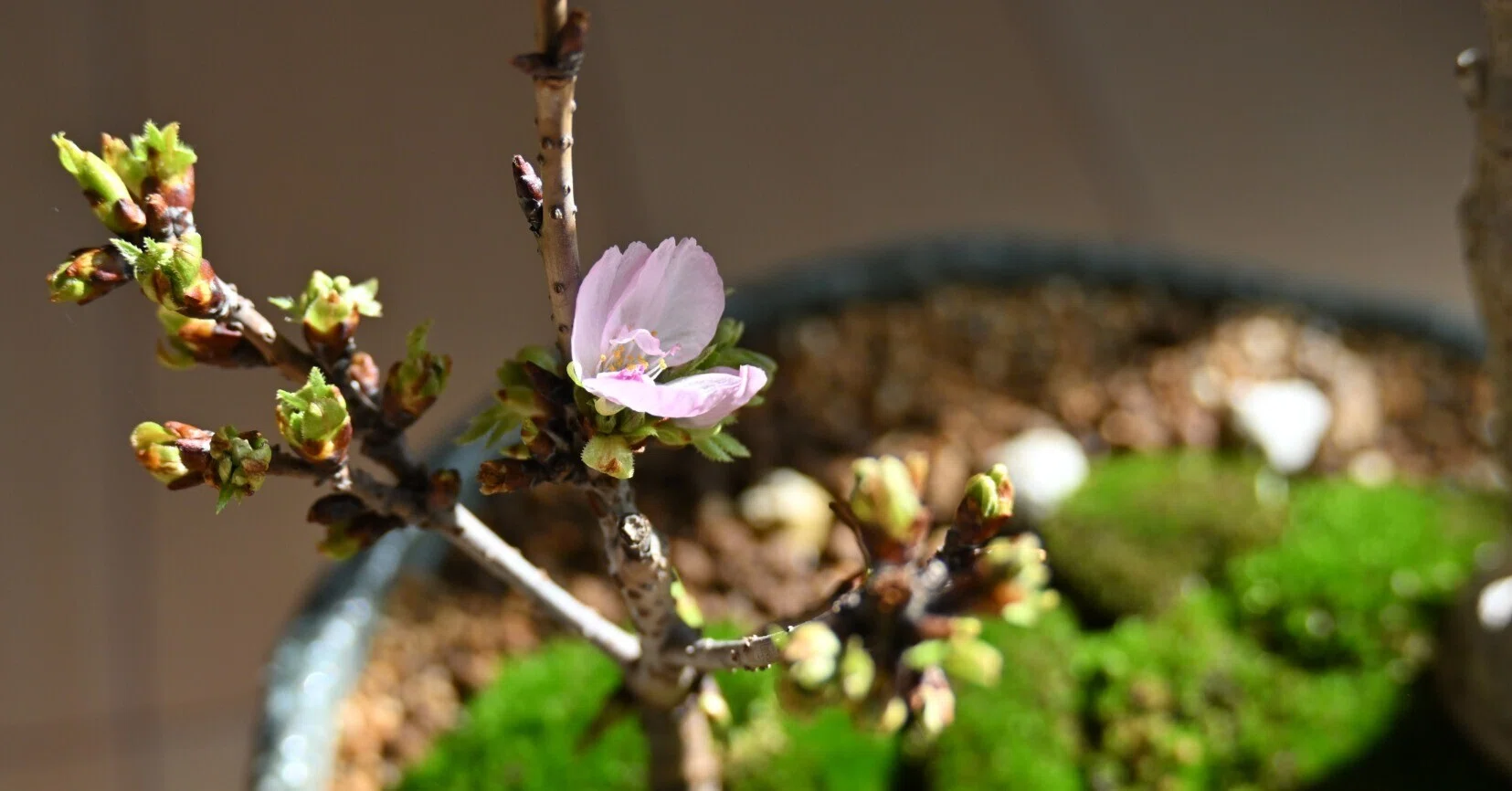 わが家にお花見がやってきた。桜と藤の盆栽との暮らし。｜tomo｜繊細な