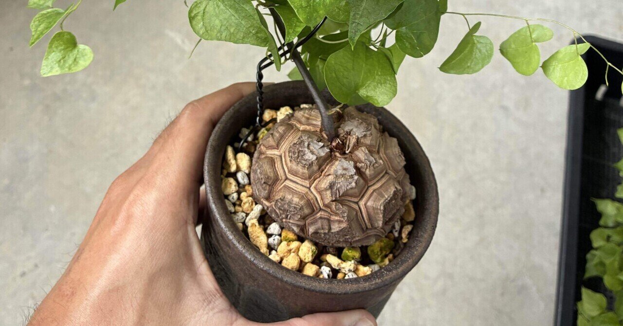 ④実生亀甲竜(2022年/12月播種)｜半人前育成者