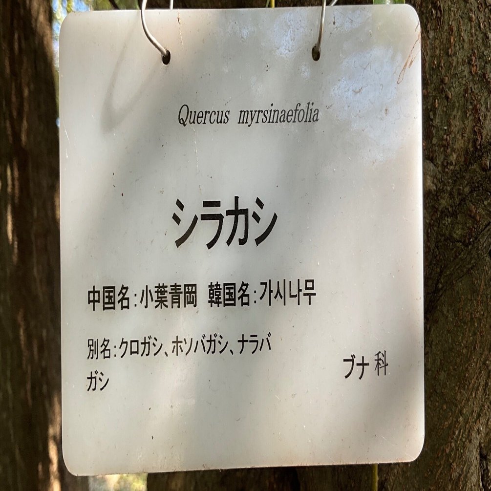巨大流木　値下げしました（半値 シラカシ（京都府立植物園）No.66：2026年3月17日（火）｜藤井秀昭