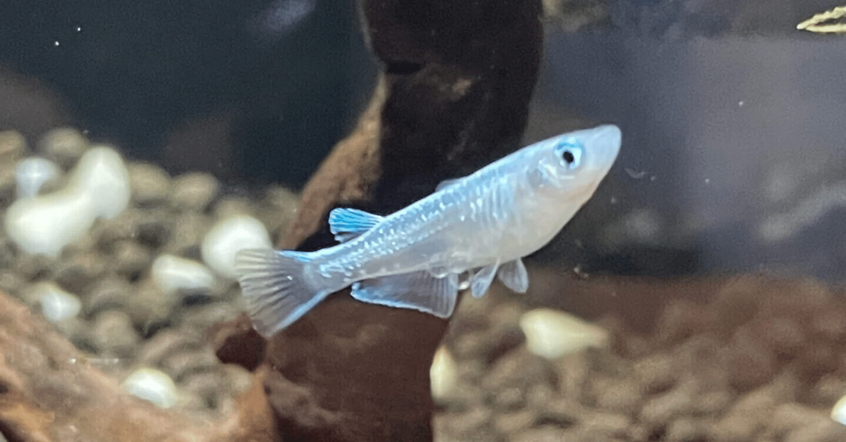 メダカ ｜深津野おと