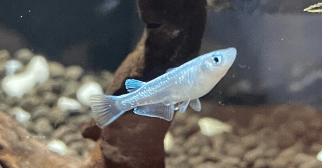 メダカ ｜深津野おと