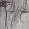 bou.