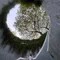 snowfeather