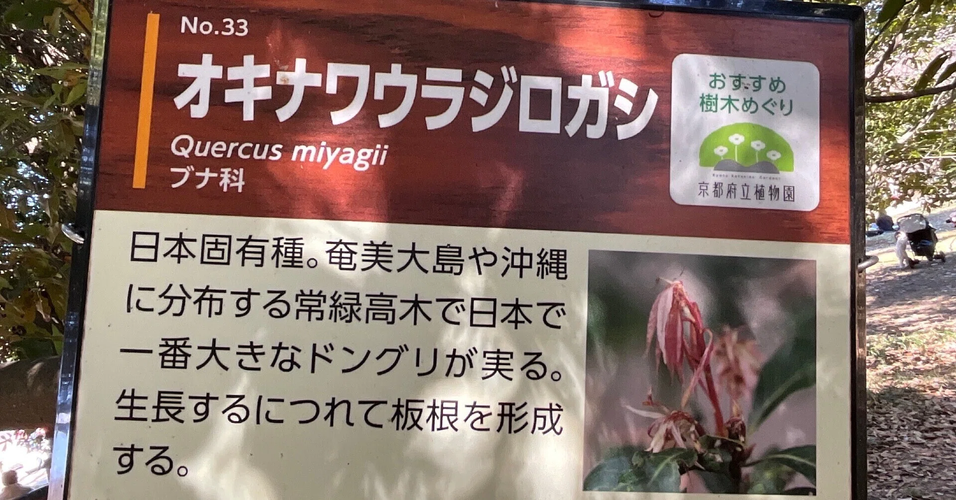 オキナワウラジロガシ（京都府立植物園）No.33：2026年3月31日（火