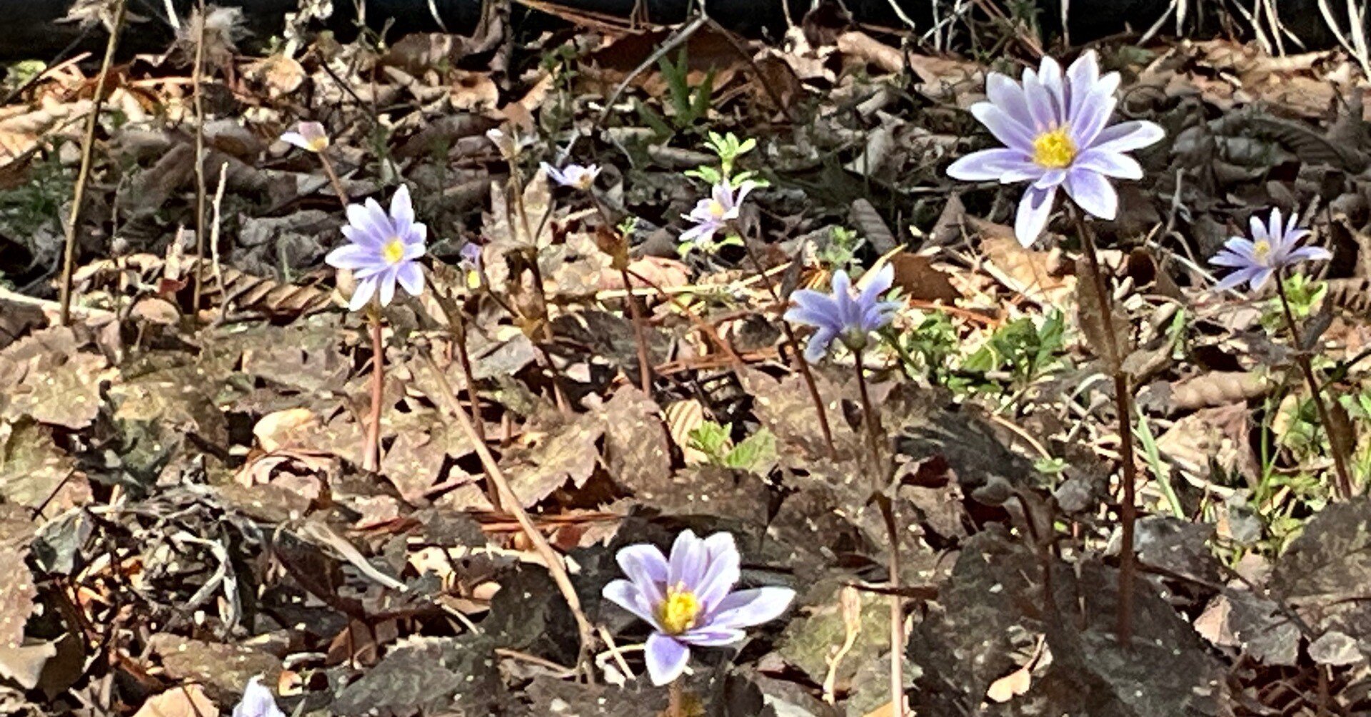 ユキワリイチゲの季節（京都府立植物園）：2026年2月23日（月）｜藤井