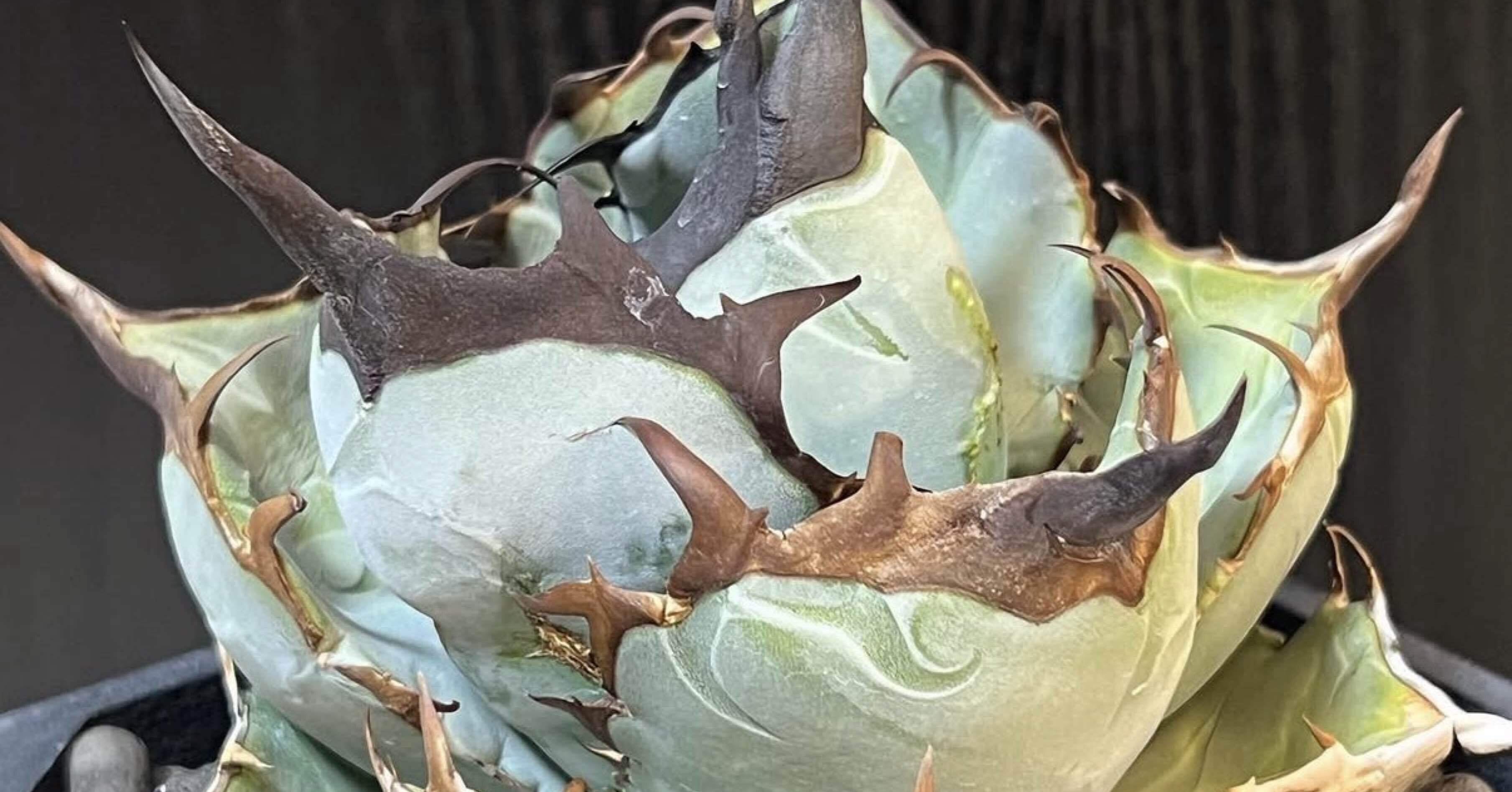 青犀牛 / DennisB05（Blue Rhino）｜BEAT GARDEN