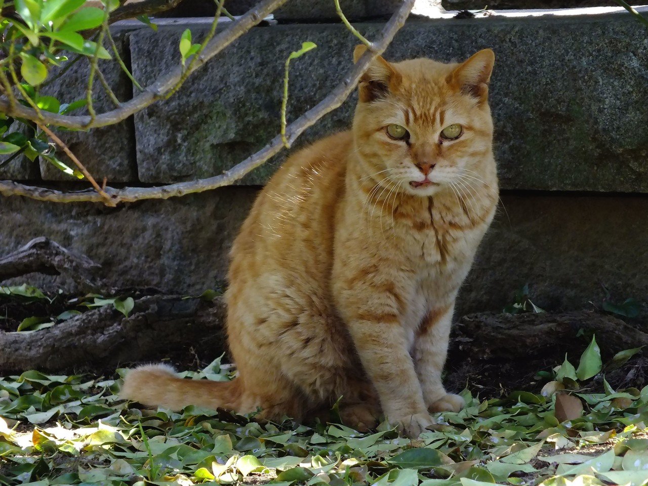 おやすみなさい 東京百景 谷中の金猫 消雲堂 しょううんどう Note