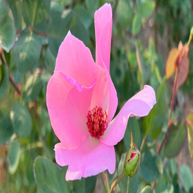 🇬🇧デンティー・ベス（Dainty Bess） 🌹中之島バラ園｜ぱぽにゃん