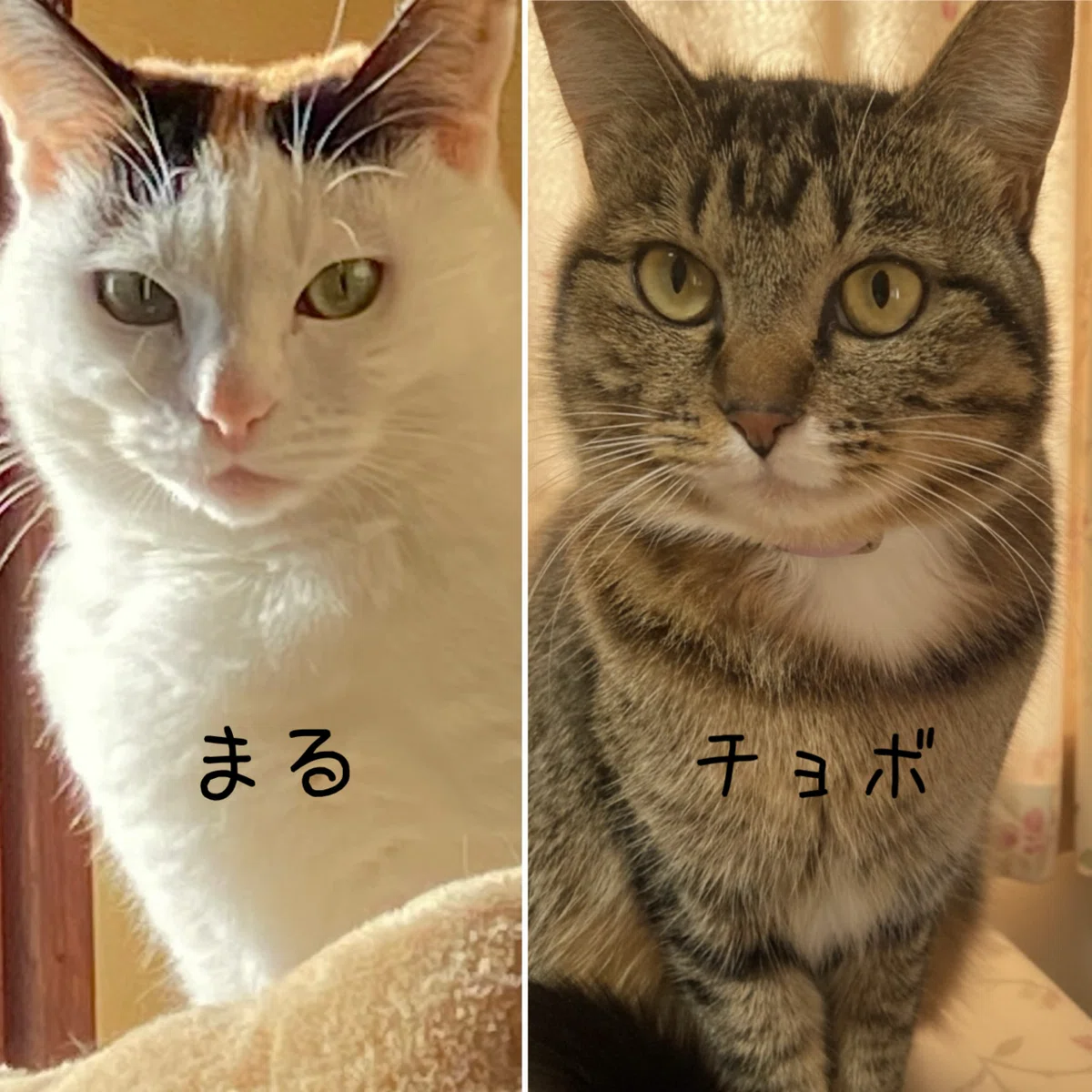日記・にゃんにゃんにゃんの日に寄せて｜鹿児島のよしよし