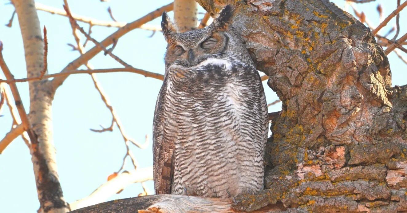 アウル カナダ移住生活、Z50iiでレンズ沼の初心者へ。｜𝒦𝐸𝒩𝐼𝒞𝐻𝐼