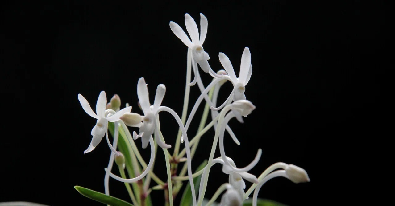 富貴蘭「名残雪(仮称)」の花(過去の画像倉庫から）｜KJ Morison
