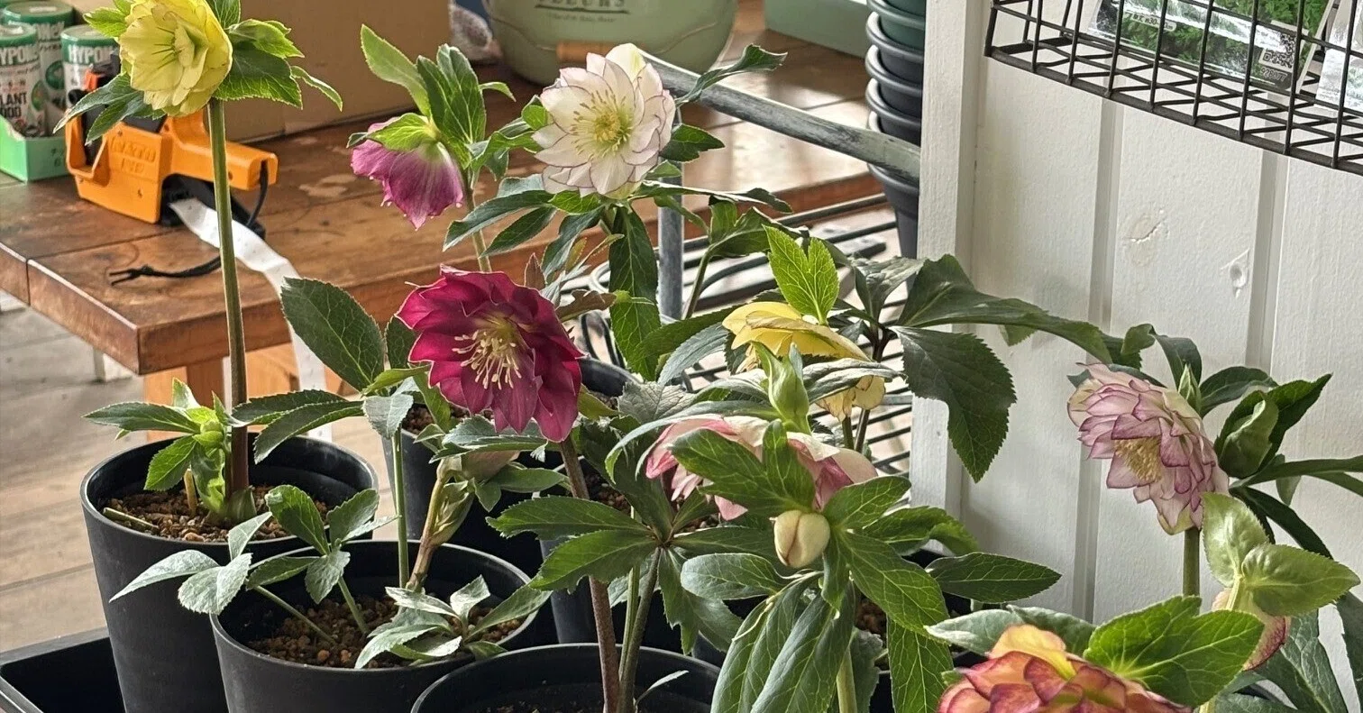 クリスマスローズ（鉢植え）が入荷｜sola og planta 作業日誌